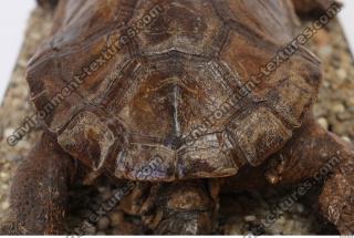tortoise shell 0016
